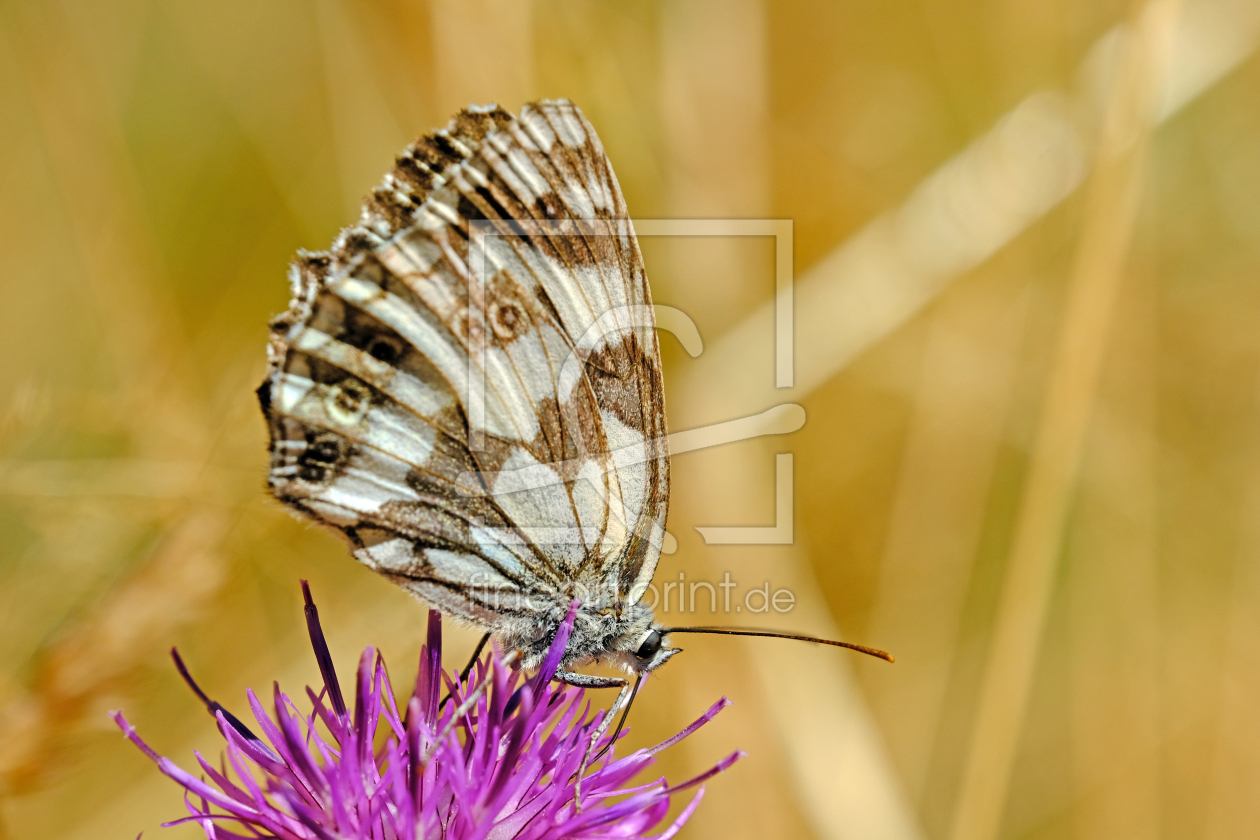 Bild-Nr.: 12766817 Schmetterling erstellt von Gerhard Albicker