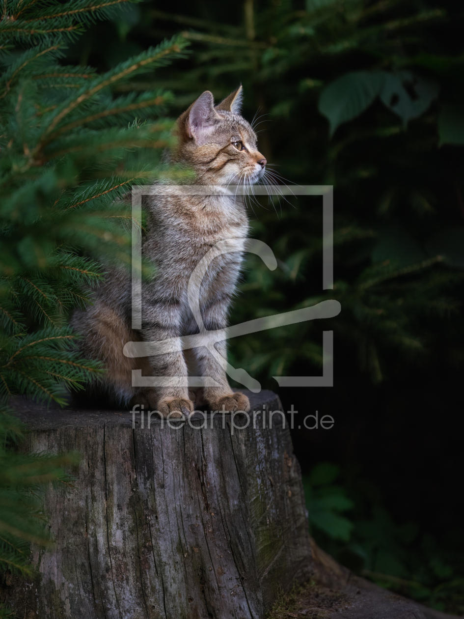 Bild-Nr.: 12768733 geheimnisvolle Wildkatze erstellt von Daniela Beyer