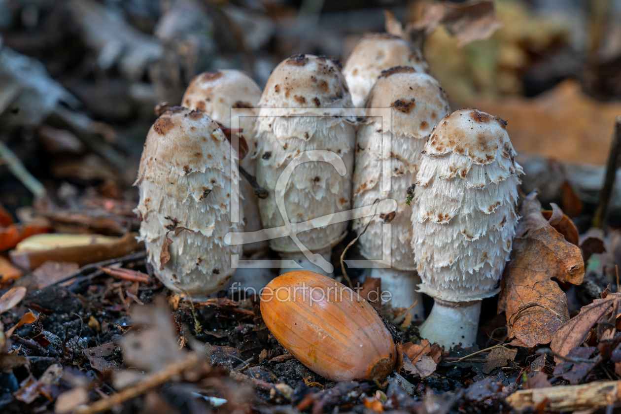Bild-Nr.: 12769010 Auf dem Waldboden im Herbst erstellt von volker heide