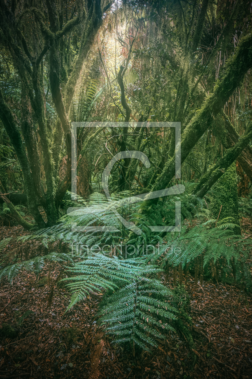 Bild-Nr.: 12769767 Neuseeland Regenwald mit Farn erstellt von Jean Claude Castor
