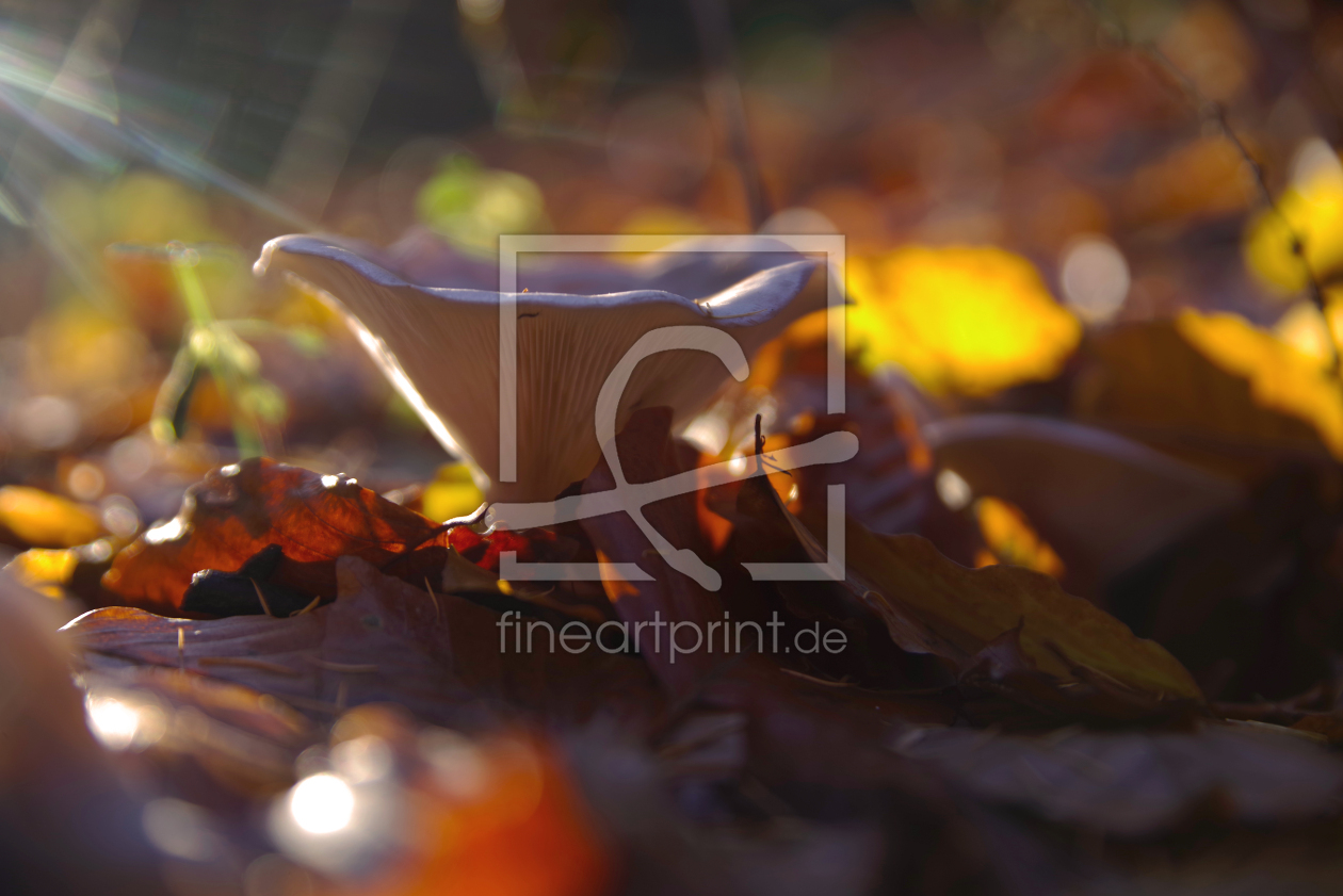 Bild-Nr.: 12771417 Austernpilz im herbstlichen Laubwald erstellt von Tanja Riedel