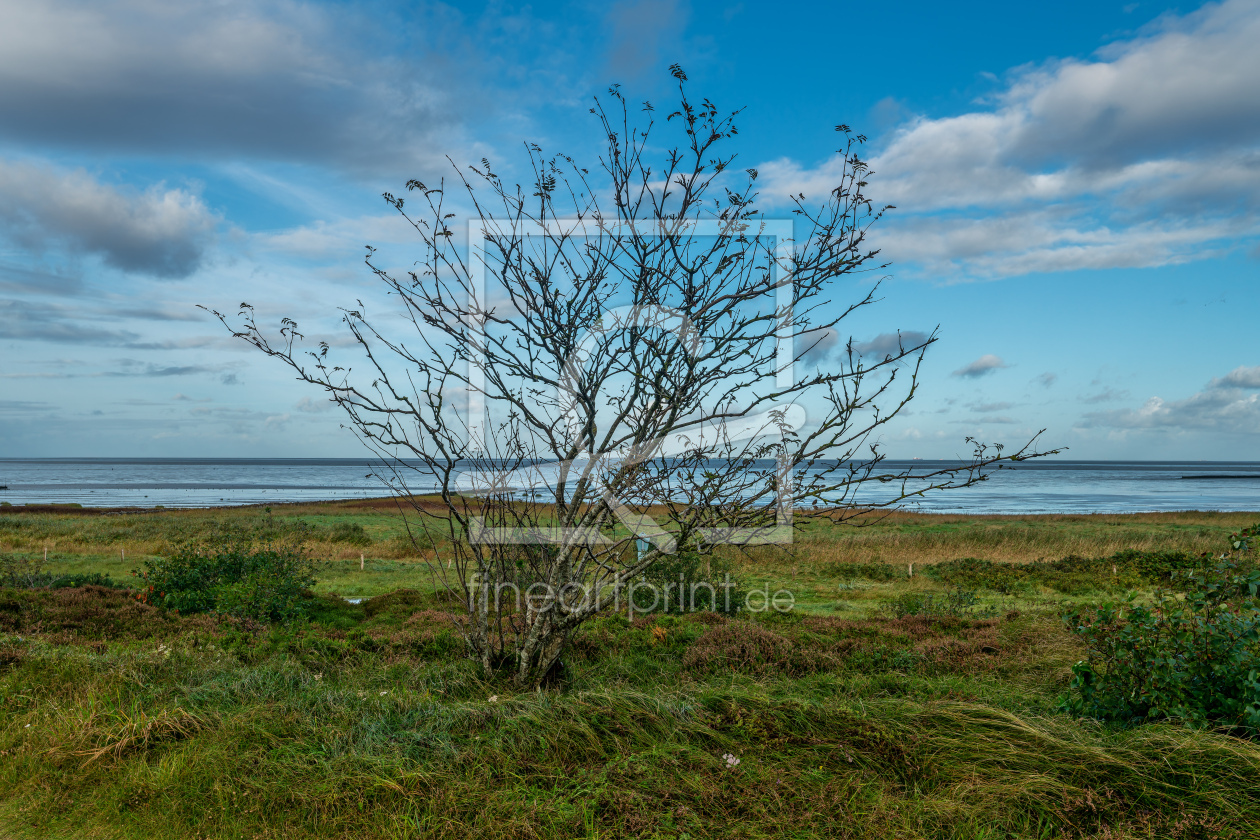 Bild-Nr.: 12771712 Sahlenburger Küstenheide an der Nordsee erstellt von volker heide