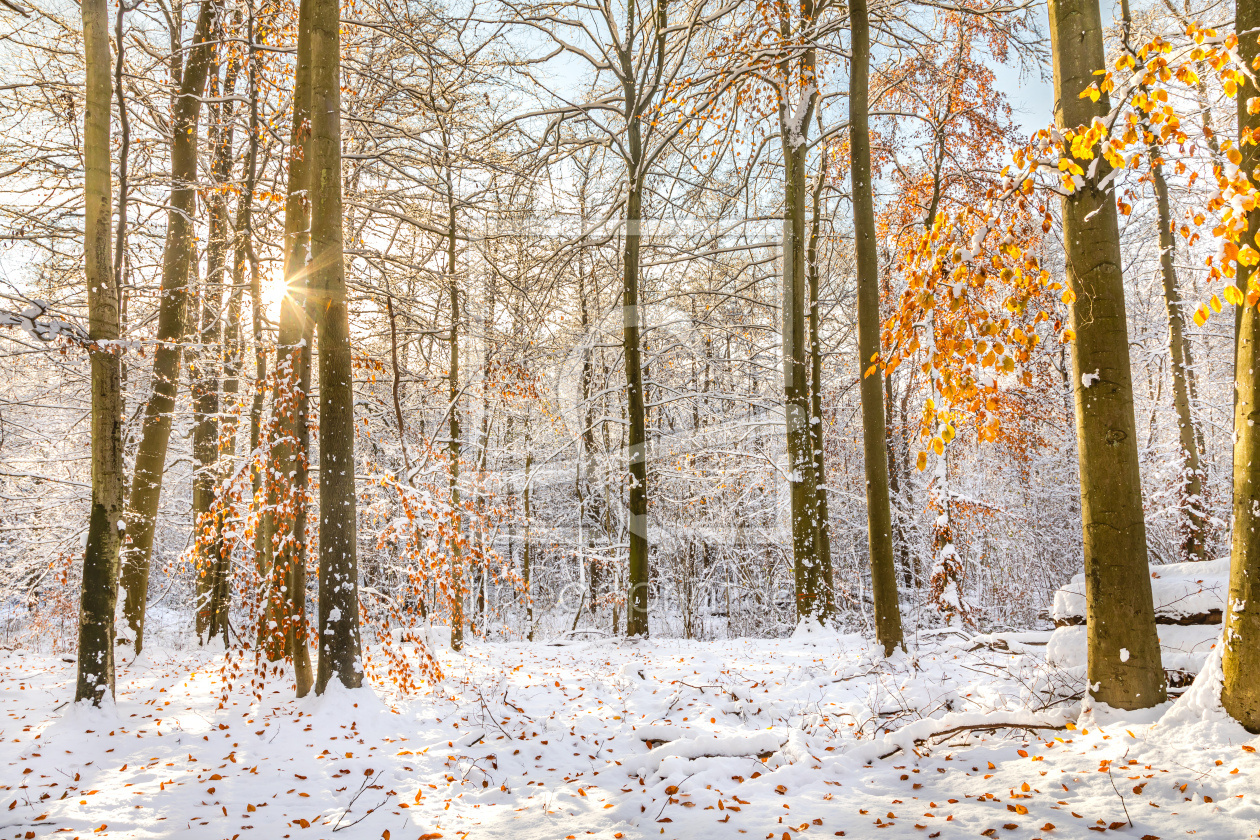 Bild-Nr.: 12781208 Goldregen im winterlichen Wald erstellt von Ursula Reins
