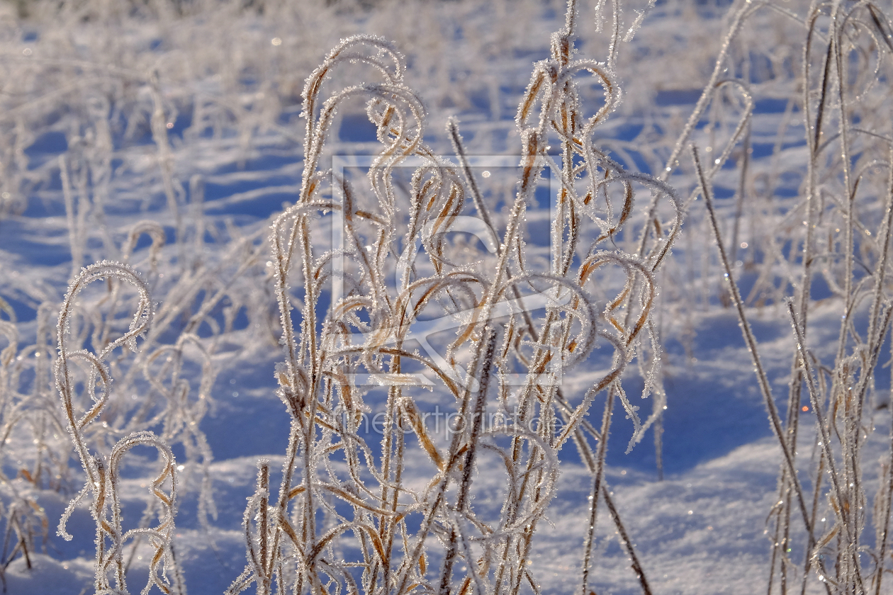 Bild-Nr.: 12781372 Frost am Gras erstellt von Ostfriese