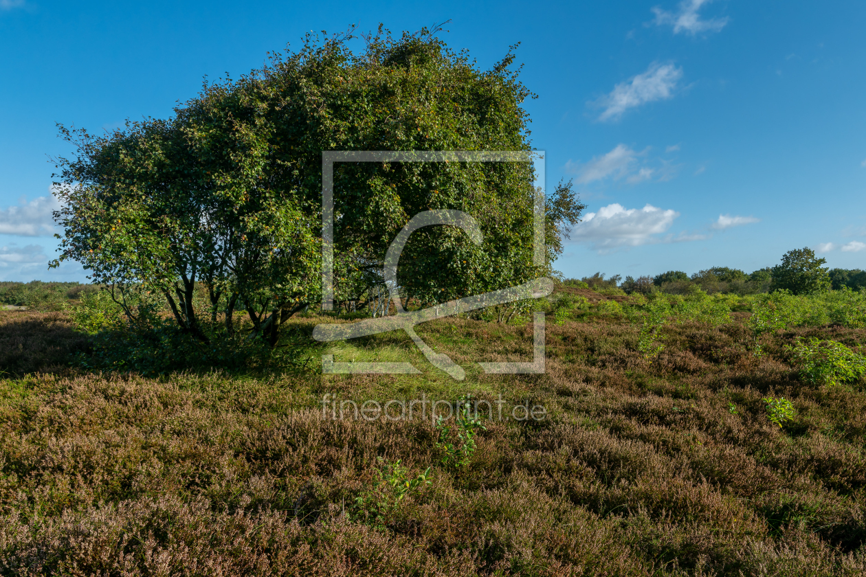 Bild-Nr.: 12782765 Spätsommer in der Sahlenburger Küstehheide erstellt von volker heide