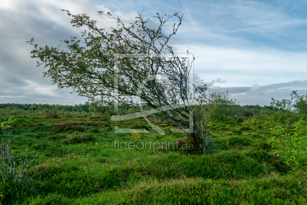 Bild-Nr.: 12782771 skurriler Busch in der Küstenheide erstellt von volker heide