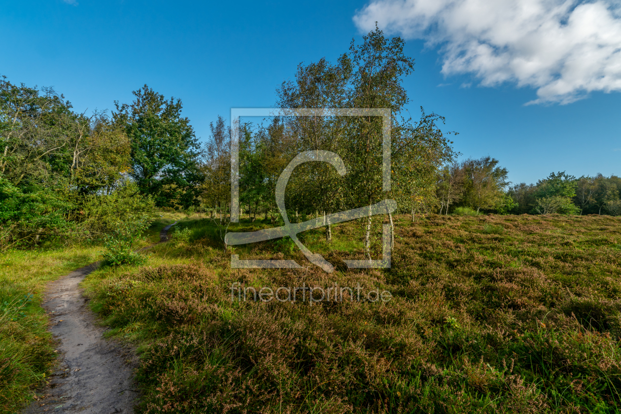 Bild-Nr.: 12783125 Wanderweg durch die Sahlenburger Küstenheide erstellt von volker heide