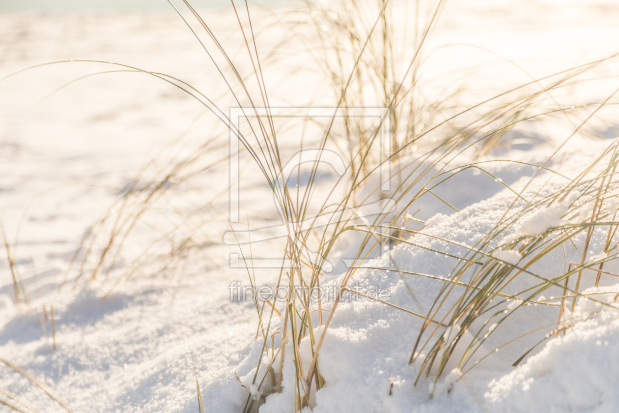 Bild-Nr.: 12783819 Strandgräser im Schnee erstellt von Ursula Reins