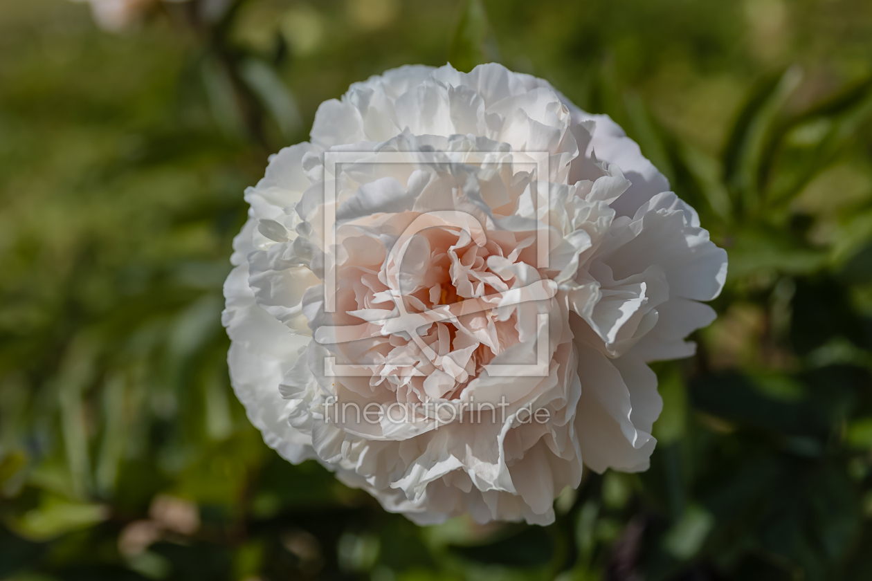 Bild-Nr.: 12784788 Pfingstrose - Blume erstellt von uh-Photography