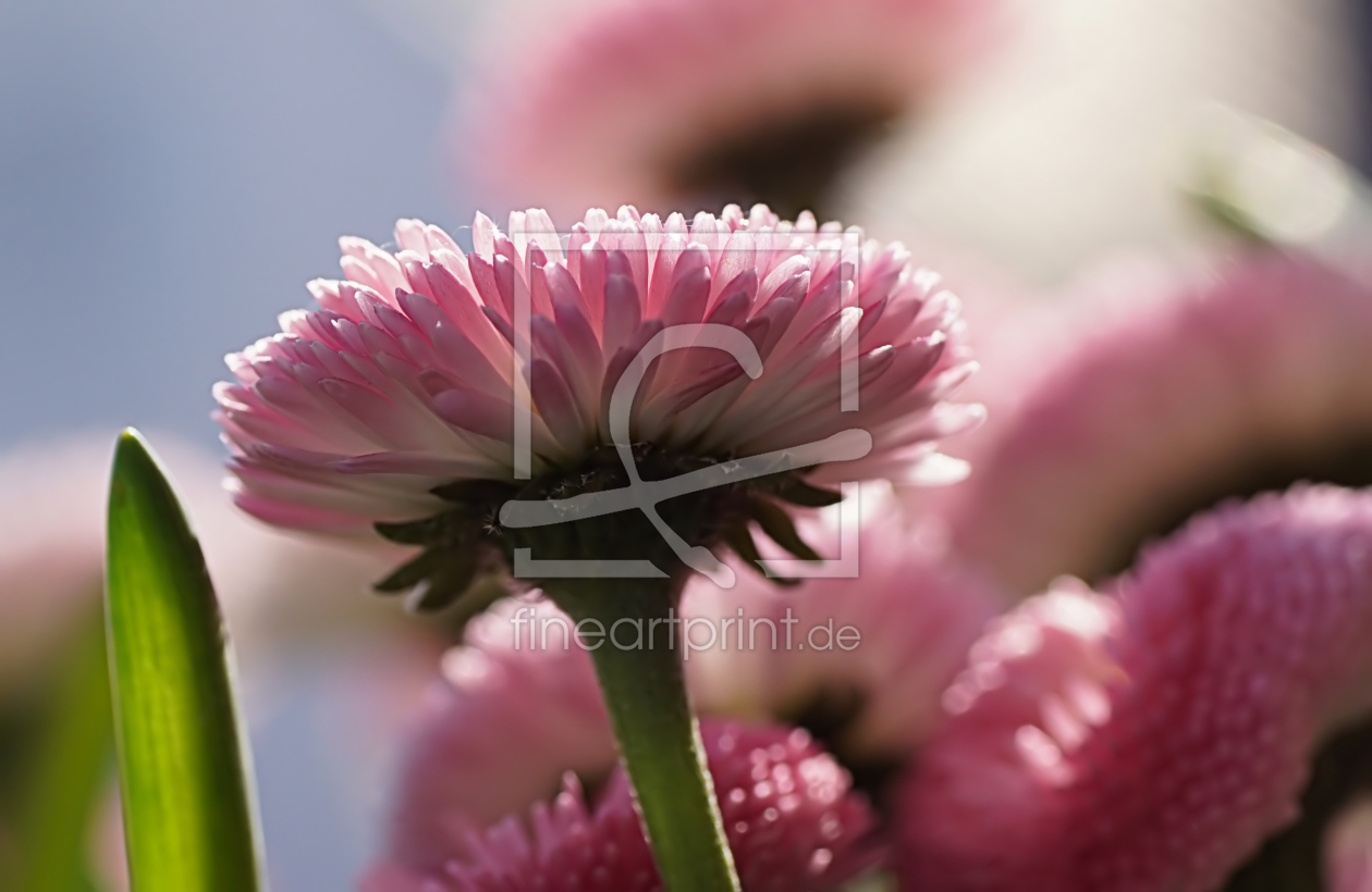 Bild-Nr.: 12786554 Bellis erstellt von youhaveadream