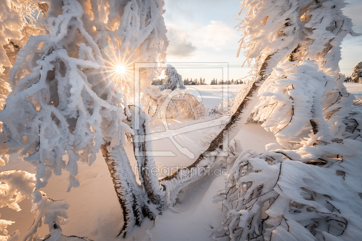 Bild-Nr.: 12793457 Winterlandschaft auf der Hornisgrinde erstellt von Marcel Heinzmann