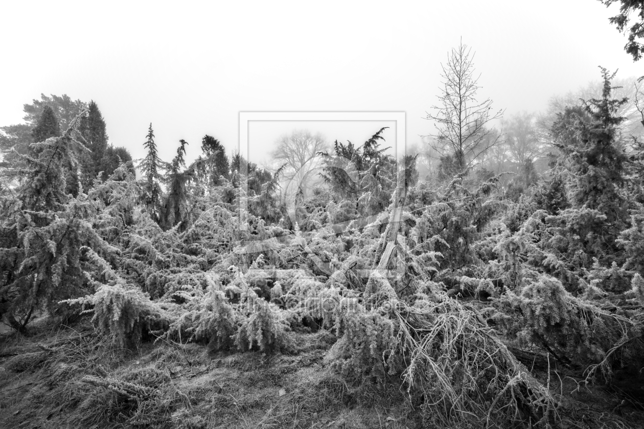 Bild-Nr.: 12794023 frostige Wacholderbüsche in der Westruper Heide erstellt von volker heide