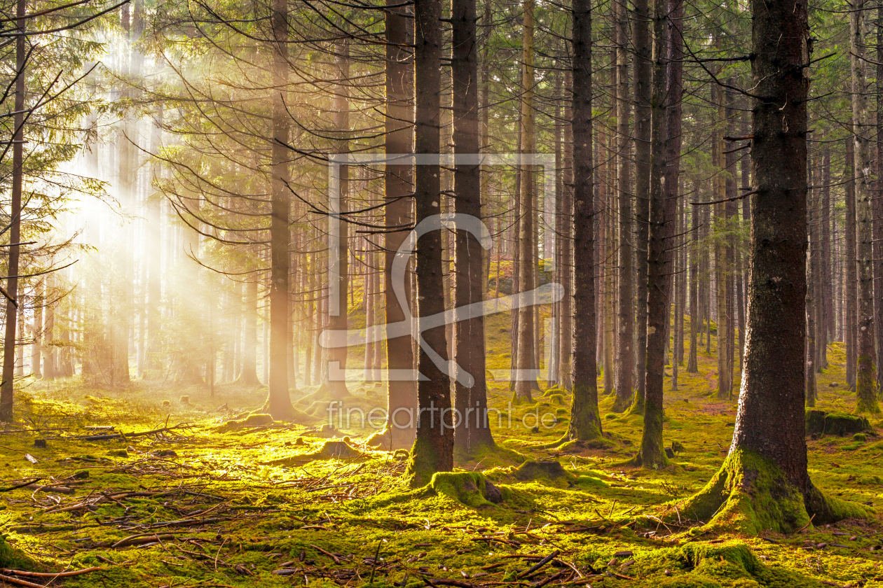 Bild-Nr.: 12794265 Sonnenstrahlen im Wald erstellt von wompus