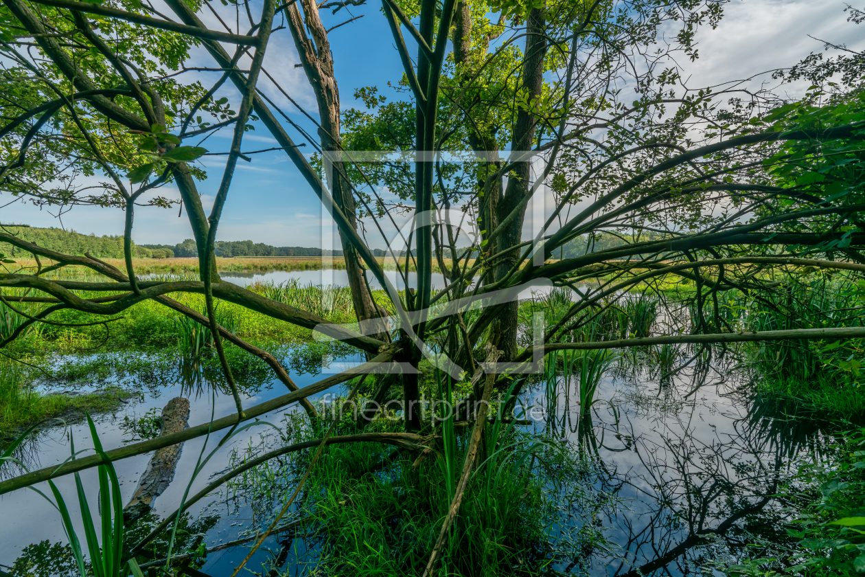 Bild-Nr.: 12794510 Sumpf im Hervester Bruch erstellt von volker heide