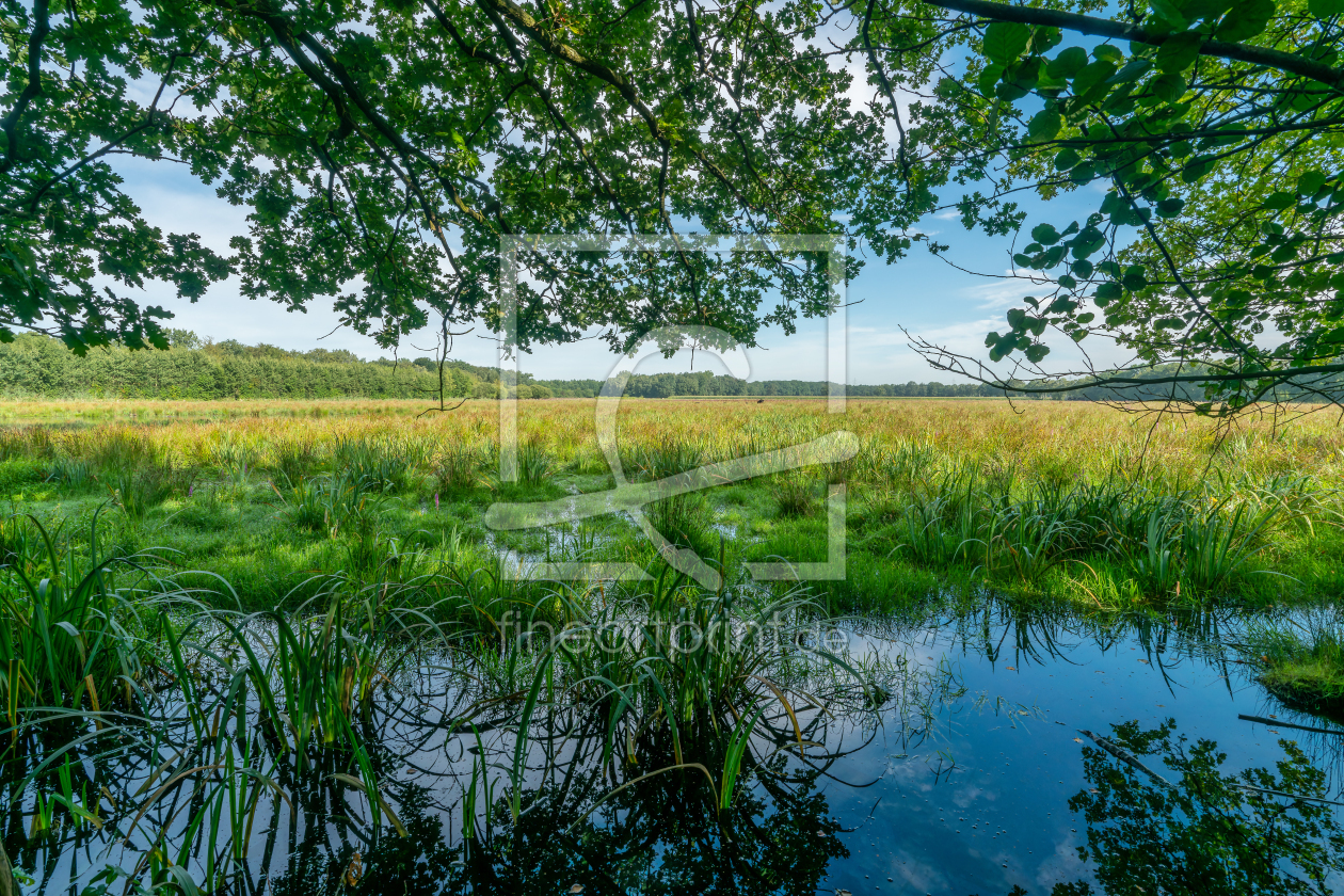 Bild-Nr.: 12794513 Sumpflandschaft im Hervester Bruch erstellt von volker heide