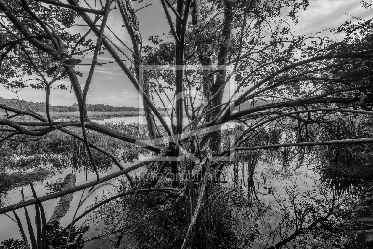 Bild-Nr.: 12795335 Im Dickicht erstellt von volker heide