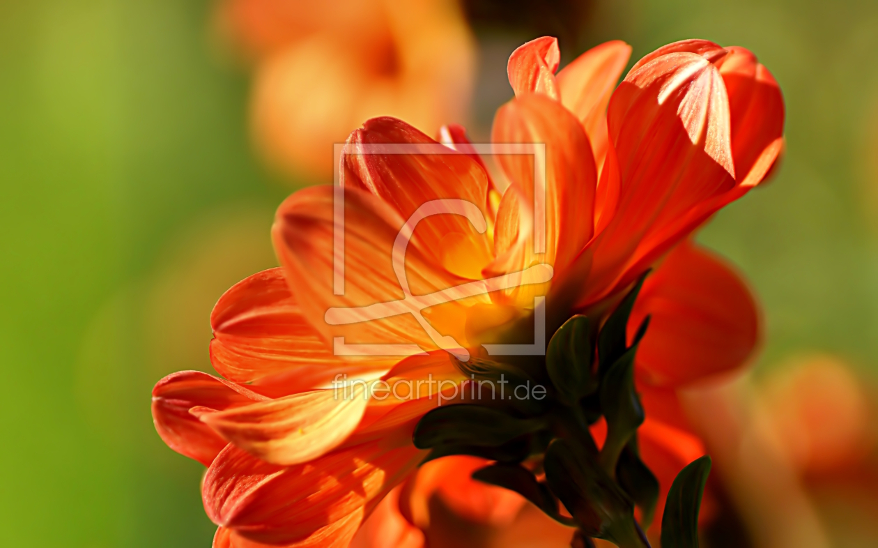 Bild-Nr.: 12796558 Blütenfeuer erstellt von youhaveadream