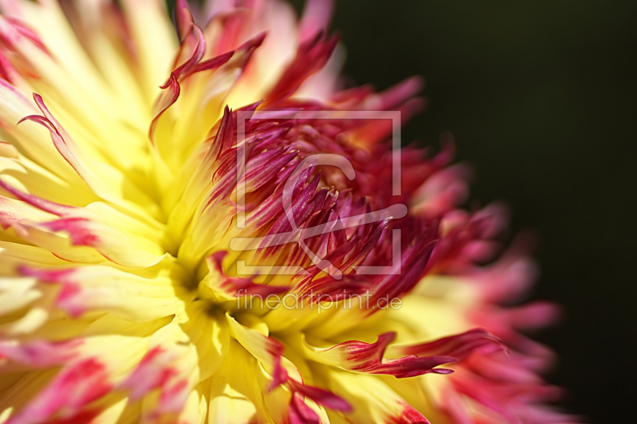 Bild-Nr.: 12796563 Dahlia erstellt von youhaveadream