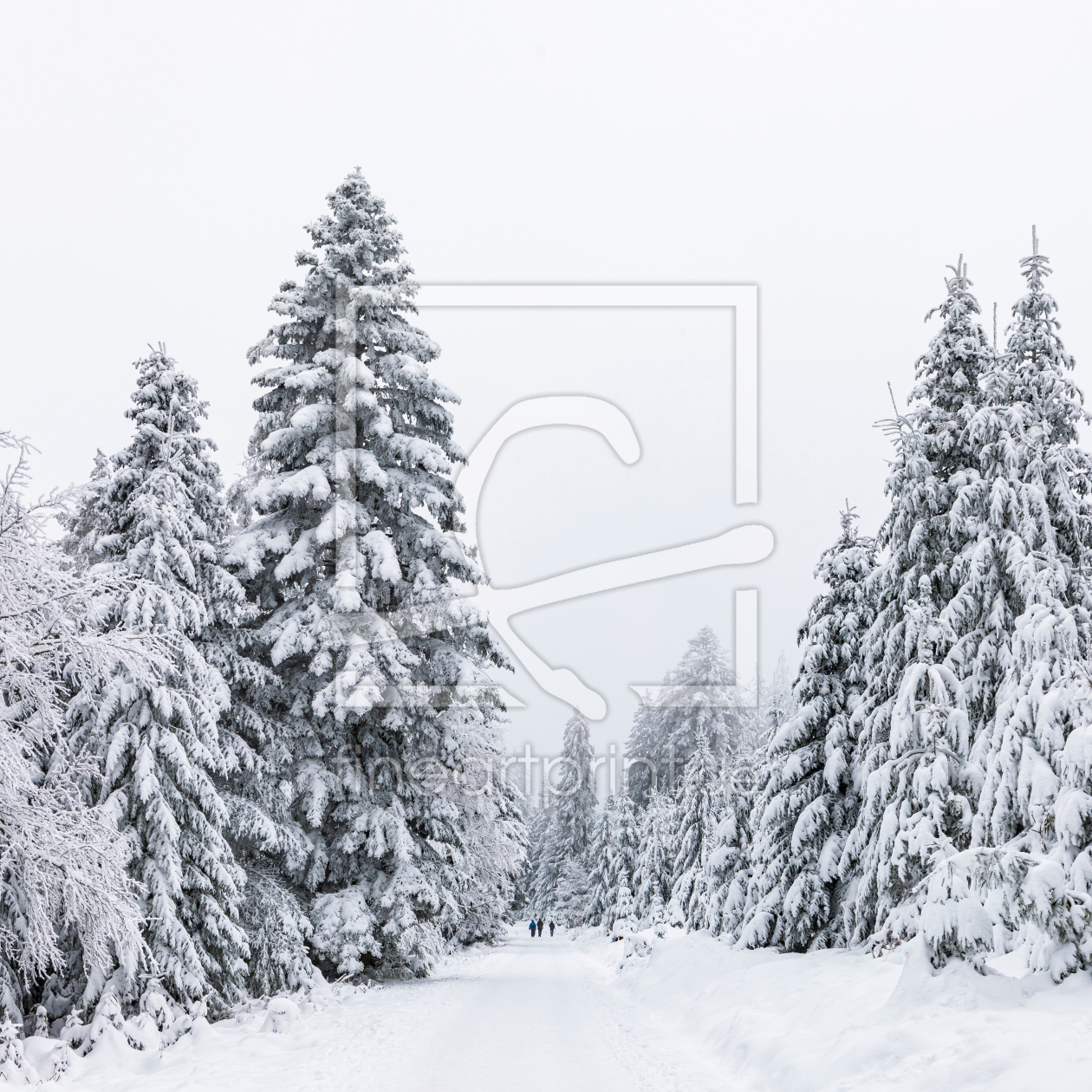 Bild-Nr.: 12796567 Winter im Schwarzwald erstellt von dieterich