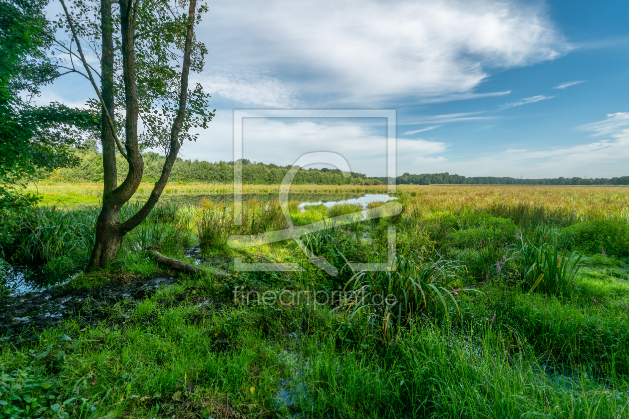 Bild-Nr.: 12796941 Sumpf im Hervester Bruch in Dorsten erstellt von volker heide