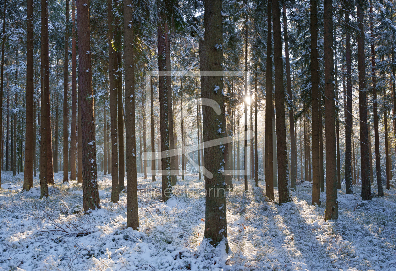 Bild-Nr.: 12798088 Wald Winter Sonnenstrahlen erstellt von wompus