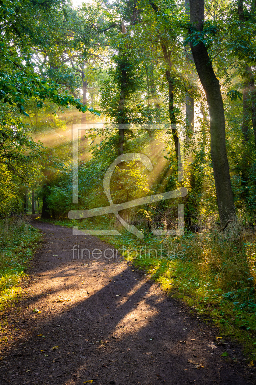 Bild-Nr.: 12798443 Waldweg im Licht der Sonne erstellt von Martin Martin Wasilewski