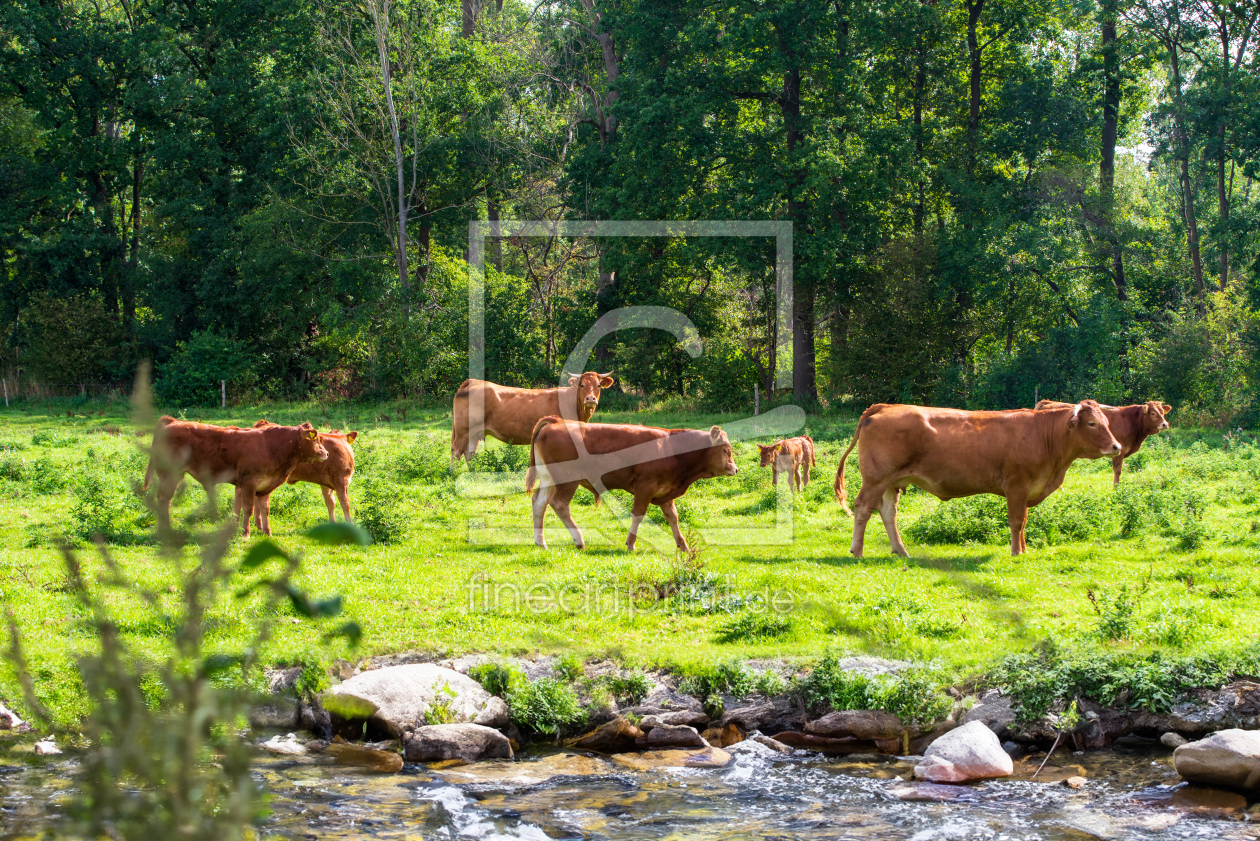 Bild-Nr.: 12798462 Kuehe auf einer Sommerwiese am Bachlauf erstellt von Tanja Riedel