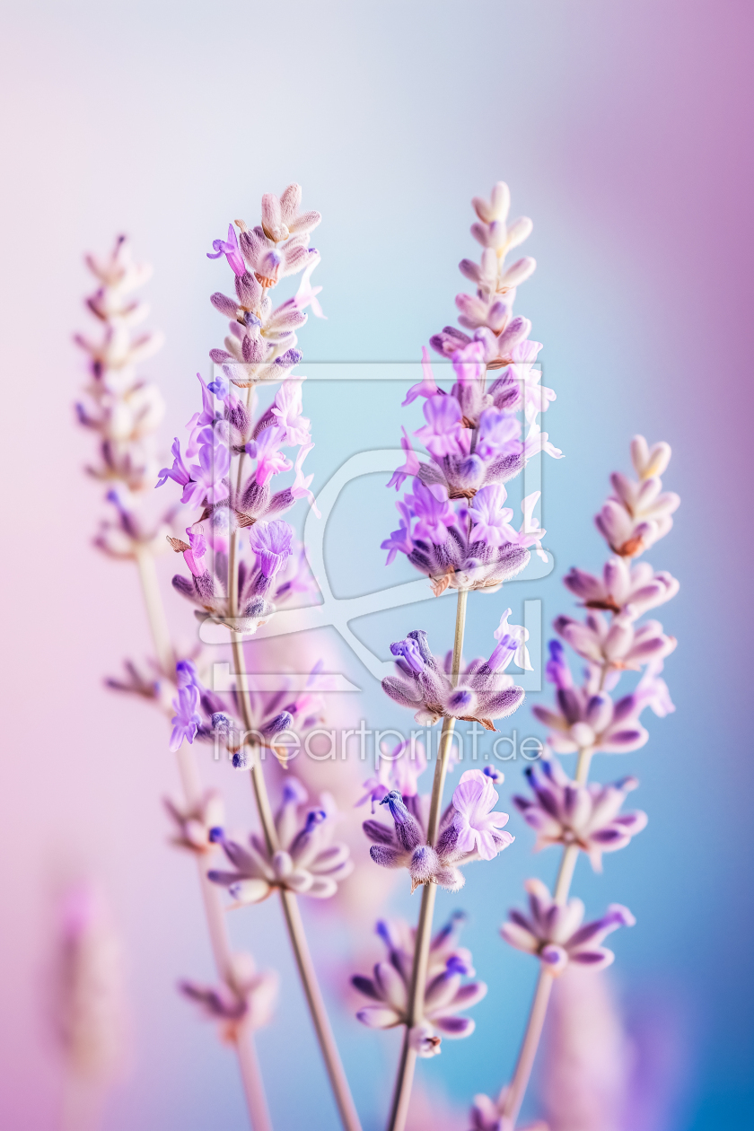 Bild-Nr.: 12799187 Lichtzauber-Lavendel KI erstellt von Steffen Gierok