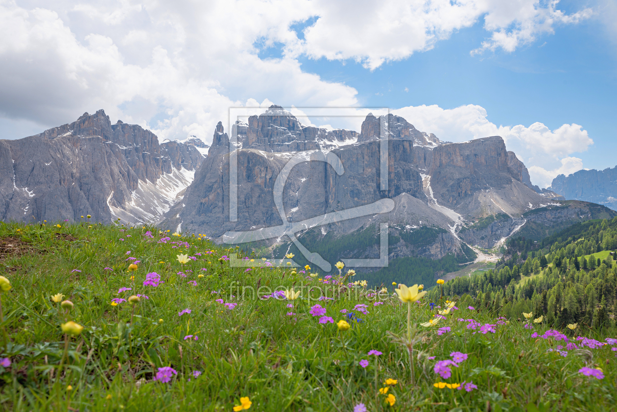 Bild-Nr.: 12800445 Dolomiten Alpenflora erstellt von SusaZoom