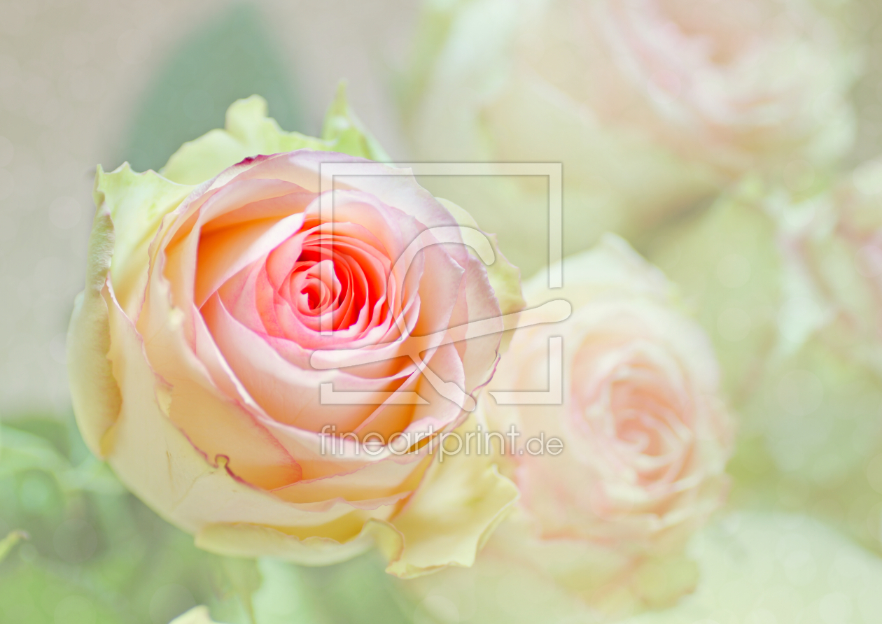 Bild-Nr.: 12800694 Rosa Rosen erstellt von Martina Fornal