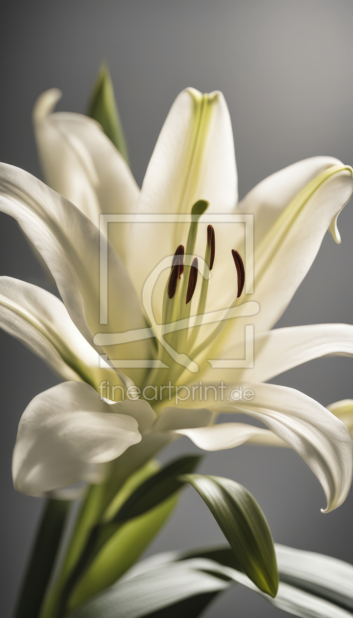 Bild-Nr.: 12801817 Lilienblüten in Weiß KI erstellt von XYRIUS