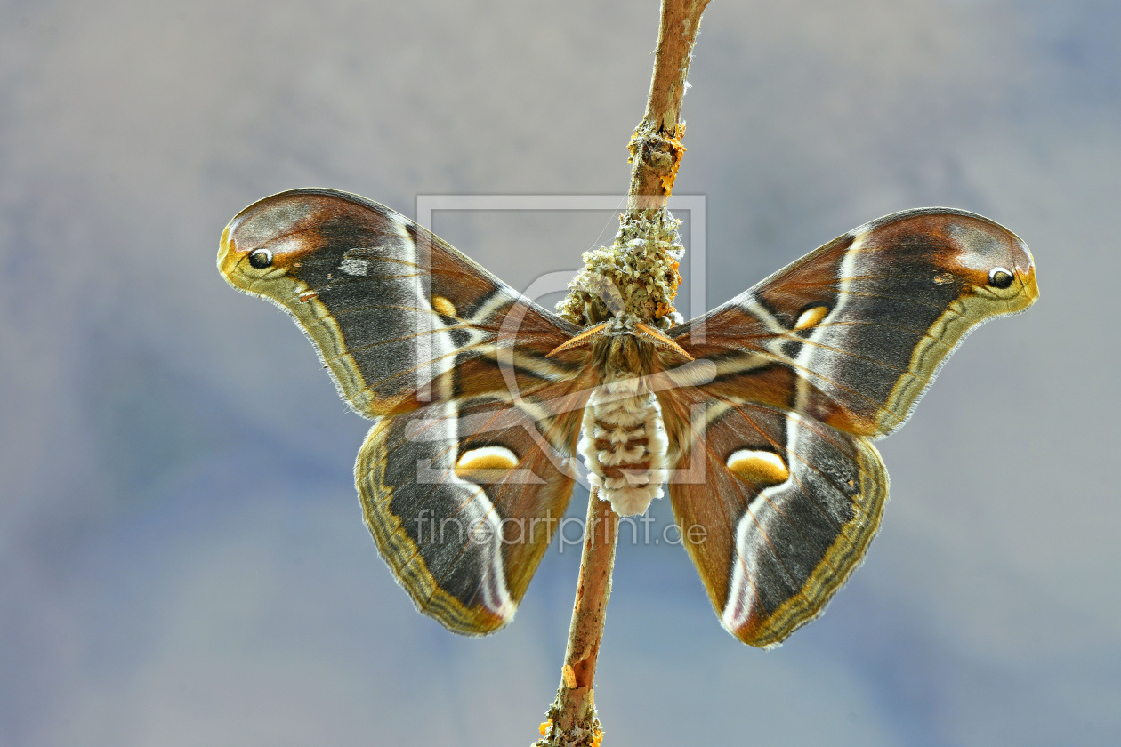 Bild-Nr.: 12802588 Götterbaumspinner erstellt von GUGIGEI