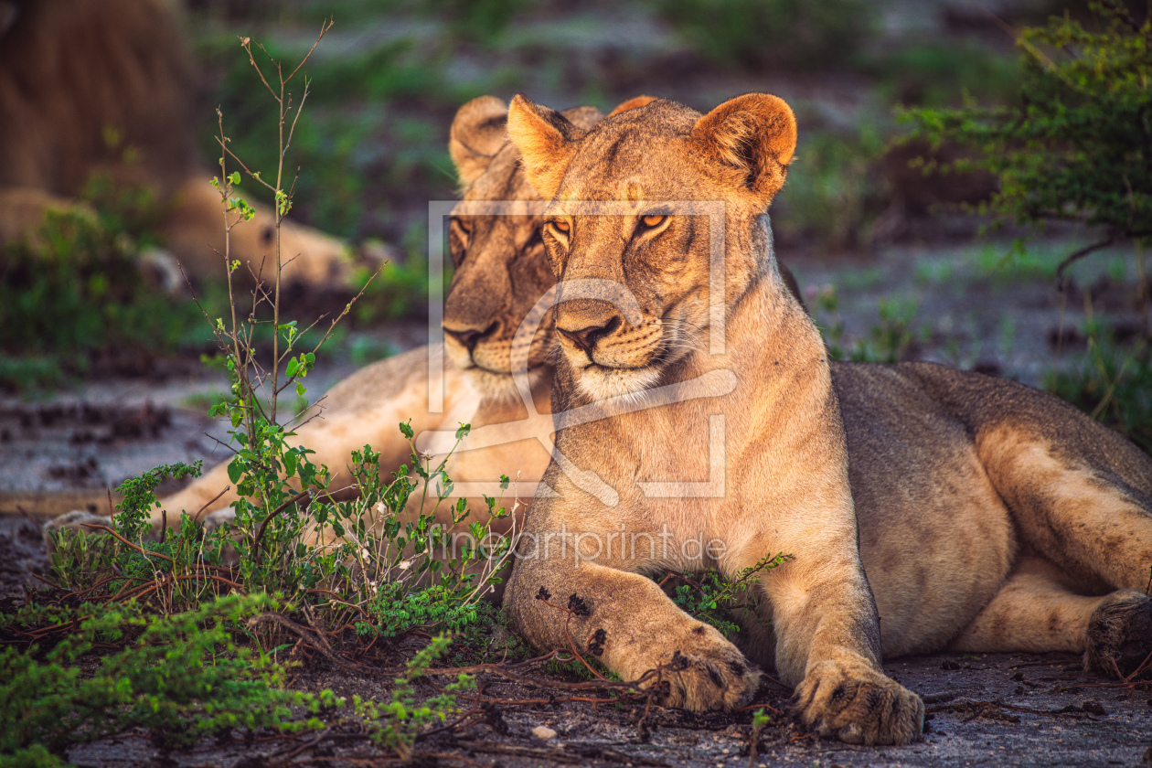 Bild-Nr.: 12804152 Namibia Löwinnen im Etosha Nationalpark erstellt von Jean Claude Castor