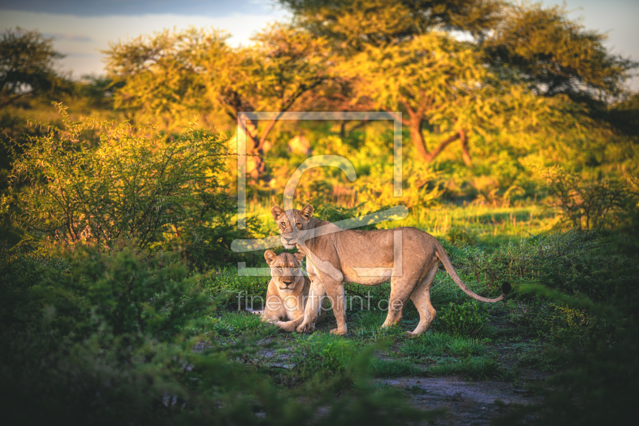 Bild-Nr.: 12804153 Namibia Etosha Nationalpark mit Löwinnen erstellt von Jean Claude Castor