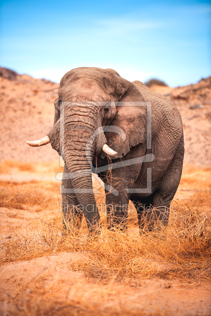 Bild-Nr.: 12804154 Namibia Wüsten Elefant Patriarch erstellt von Jean Claude Castor