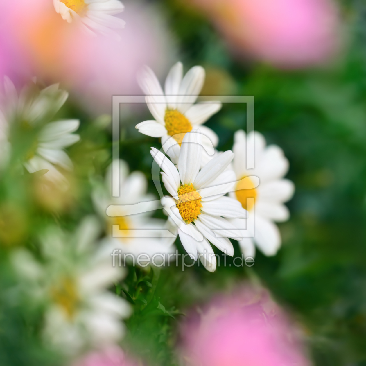 Bild-Nr.: 12804610 Gänseblümchenblüten in Nahaufnahme mit Bokeh erstellt von Smileus