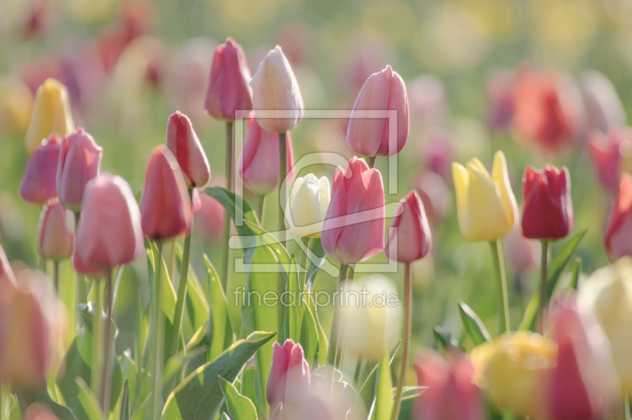 Bild-Nr.: 12805579 Frühblüher Tulpen Garten bunte Vielfalt  erstellt von Tanja Riedel