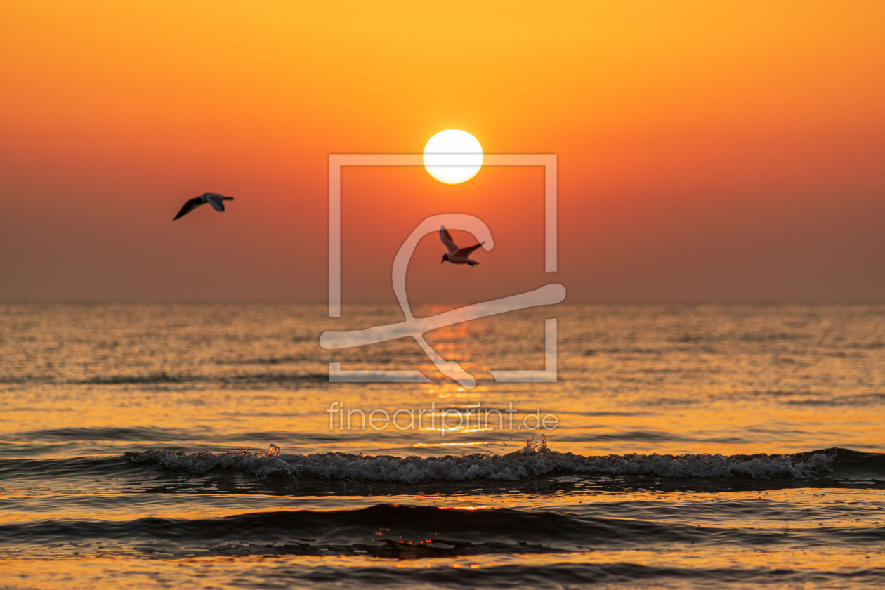 Bild-Nr.: 12805712 Möwen im Sonnenuntergang erstellt von Armin Redöhl