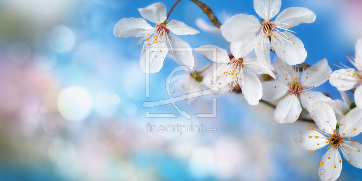 Bild-Nr.: 12807123 Zarte weiße Kirschblüten auf blauem Bokeh erstellt von Smileus