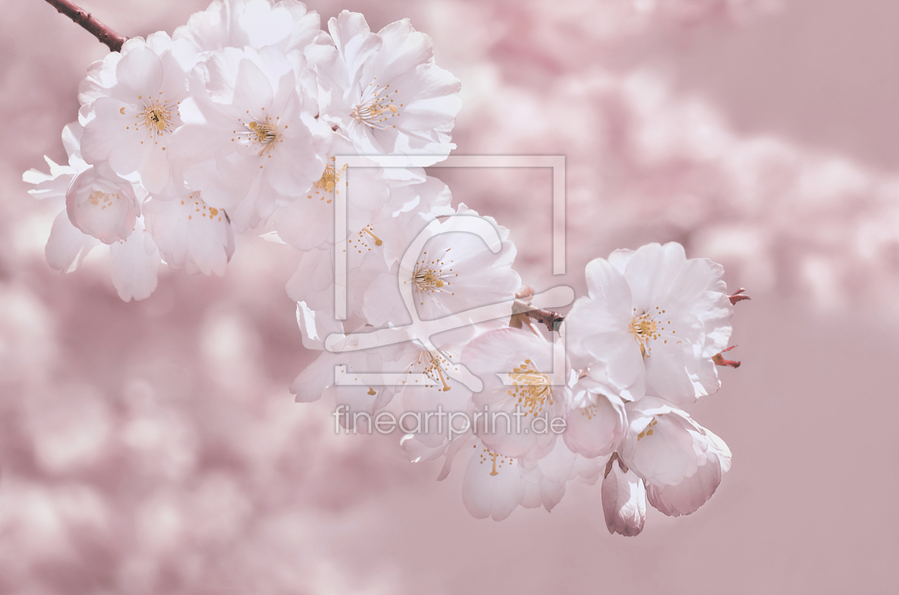 Bild-Nr.: 12807264 Kirschblüten erstellt von Atteloi