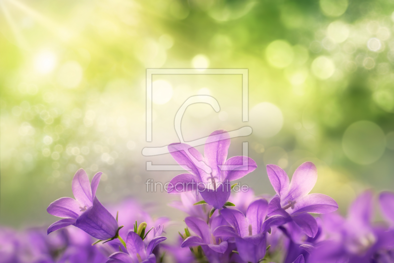 Bild-Nr.: 12807451 Lila Glockenblumenblüten mit grünem Bokeh erstellt von Smileus