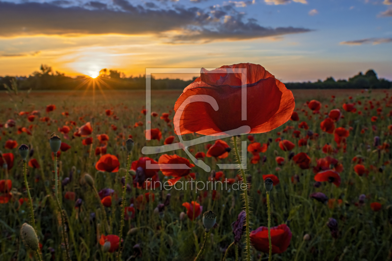 Bild-Nr.: 12807568 Mohnfeld im Sonnenuntergang erstellt von Vossiem