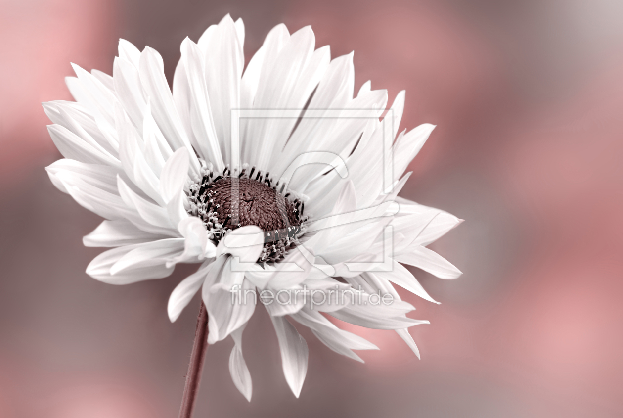 Bild-Nr.: 12807880 Sommerblume erstellt von Atteloi