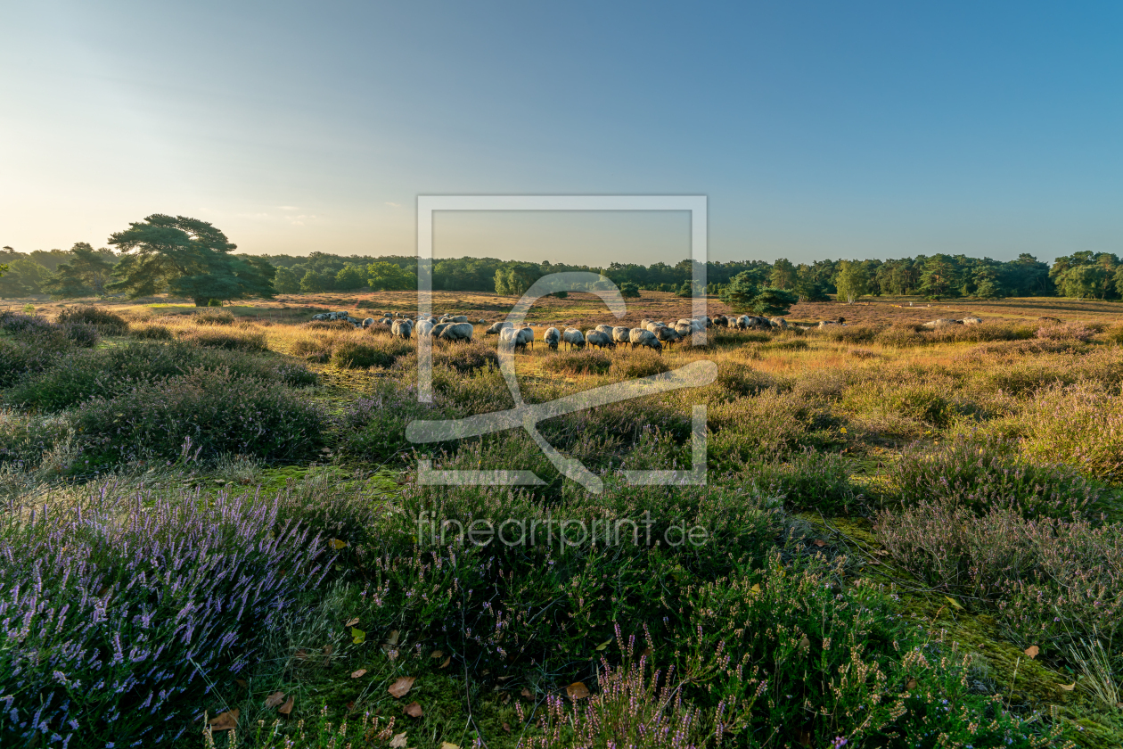 Bild-Nr.: 12808800 Heidschnucken in der Westruper Heide erstellt von volker heide