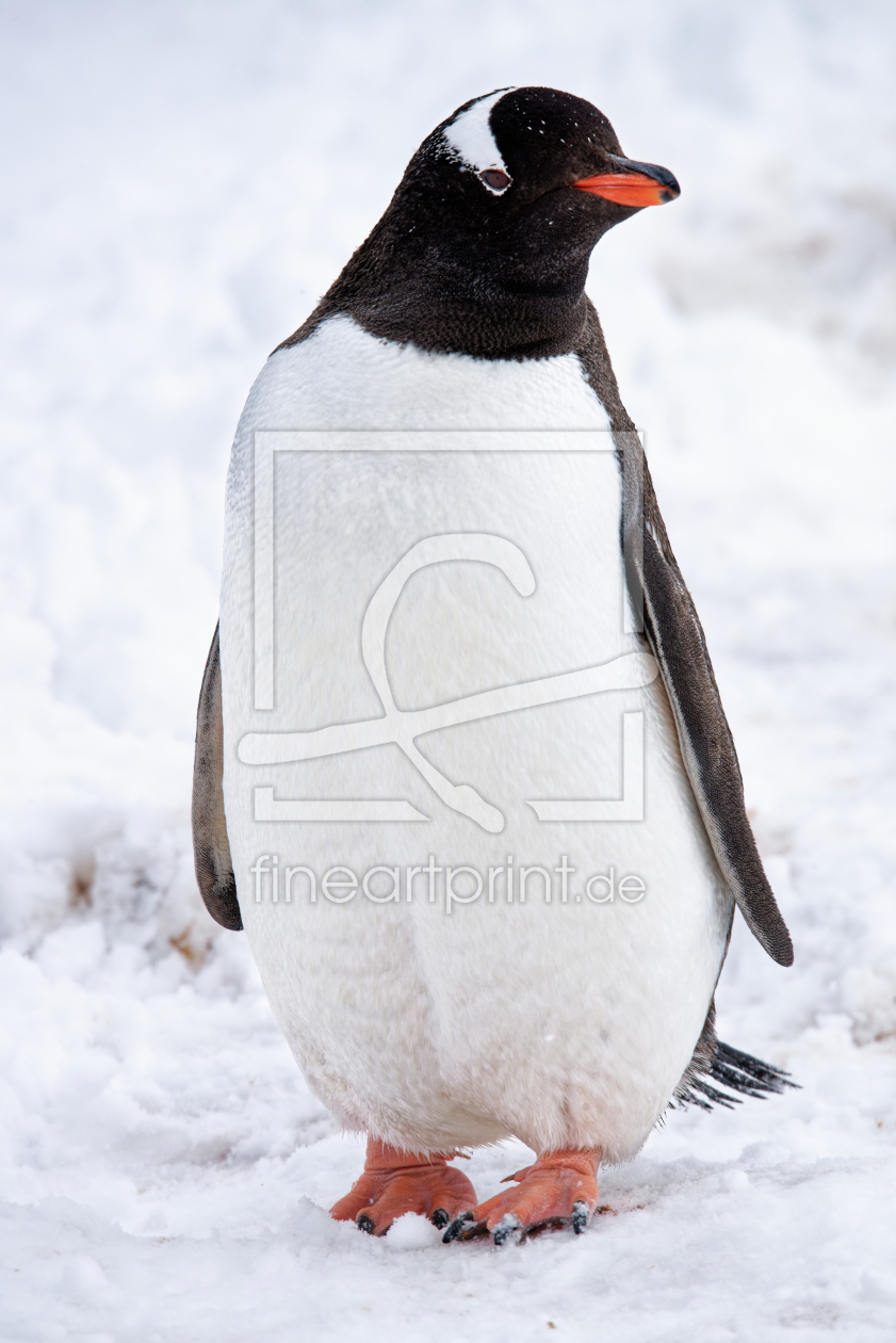 Bild-Nr.: 12809116 Pinguin erstellt von Bilderbastlers