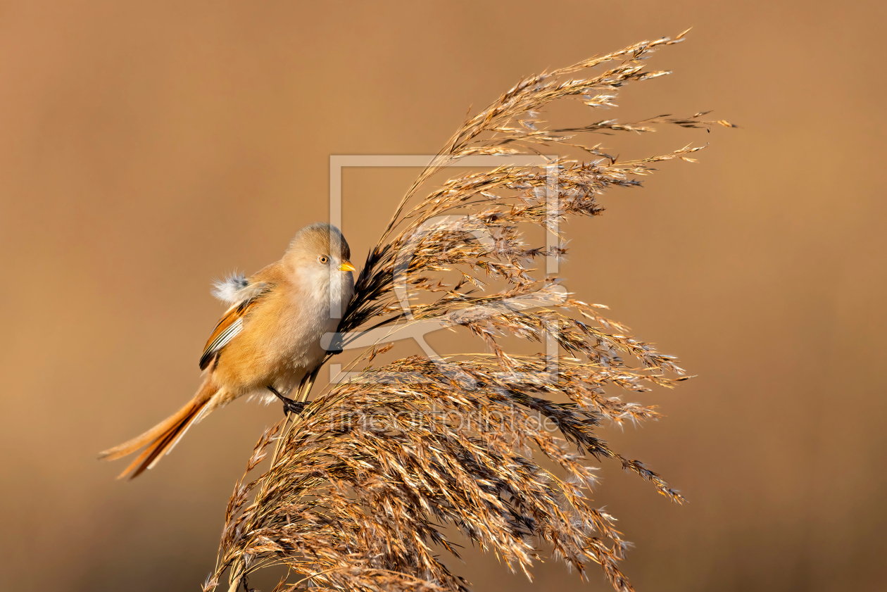 Bild-Nr.: 12809362 Weibliche Bartmeise im Schilf erstellt von Vossiem
