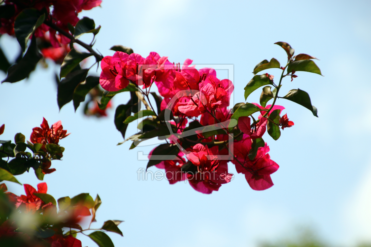 Bild-Nr.: 12809631 Rhododendron  erstellt von Gerhard Albicker