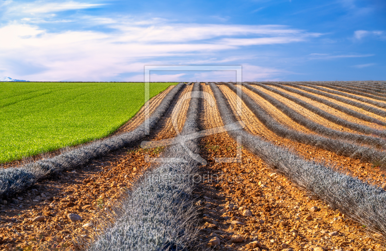Bild-Nr.: 12810499 Lavendelfeld im Frühling erstellt von Achim Thomae