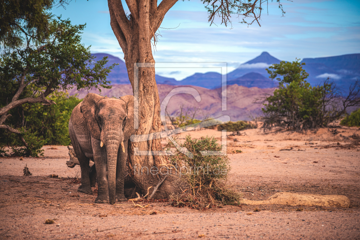 Bild-Nr.: 12811077 Namibia Damaraland Wüstenelefant Posiert erstellt von Jean Claude Castor