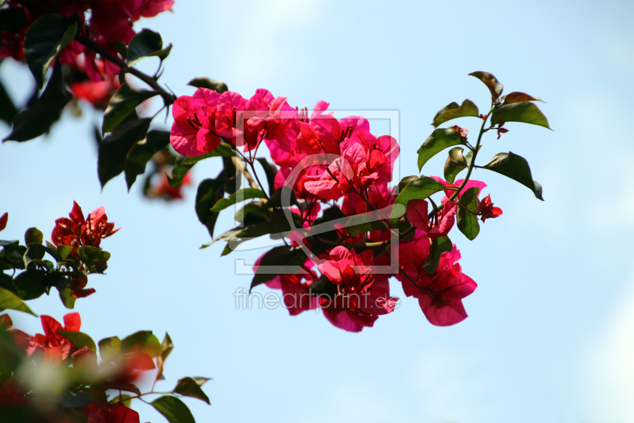Bild-Nr.: 12811270 Rhododendron neu erstellt von Gerhard Albicker